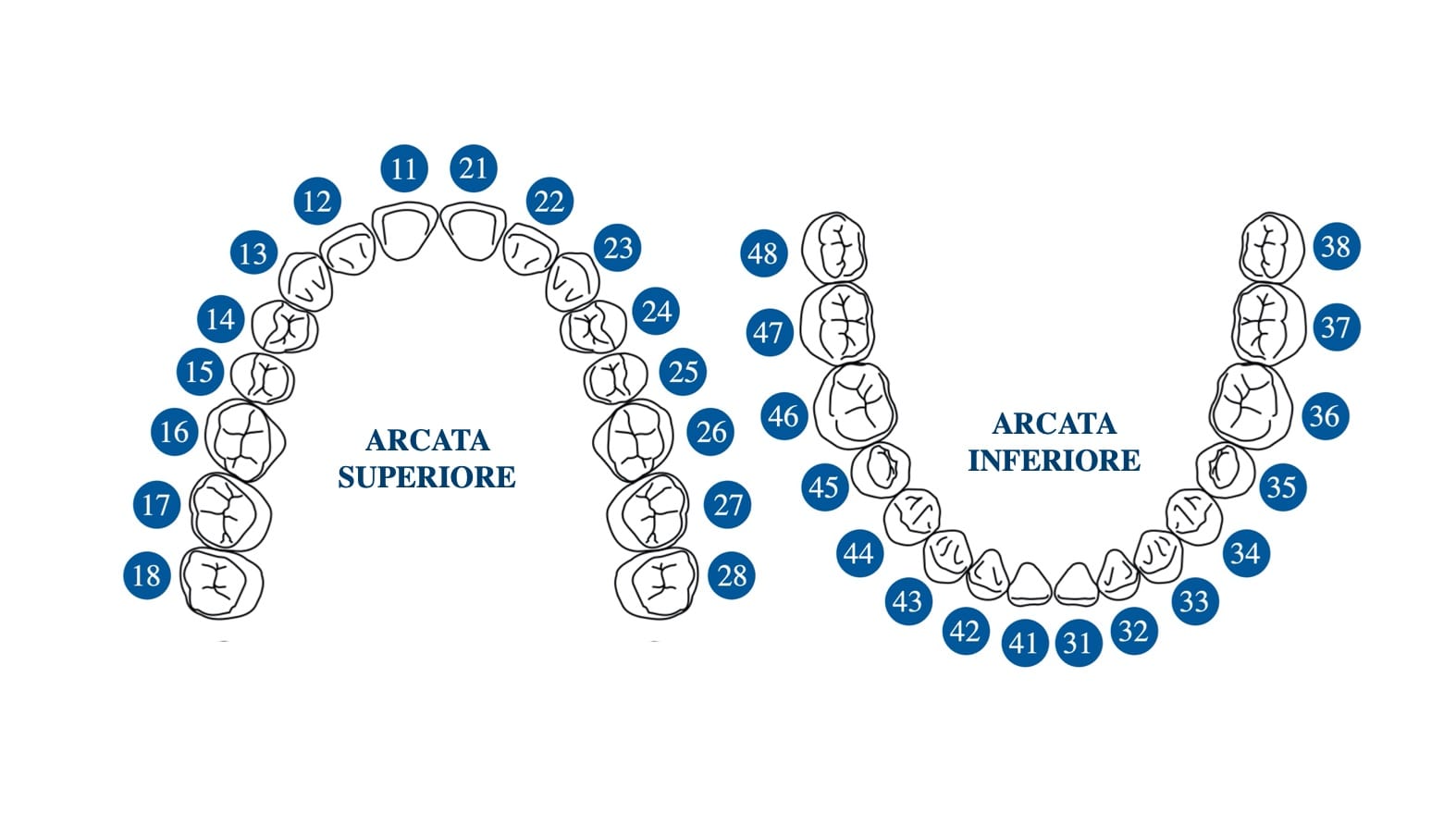 I numeri per posizione dei denti